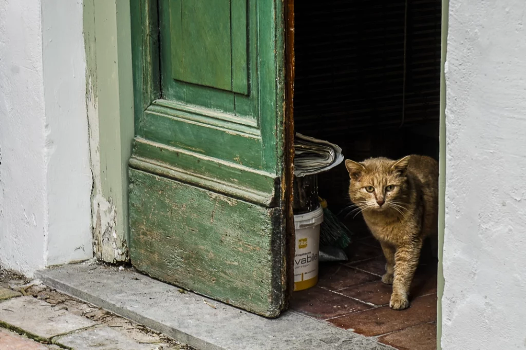Gatto che esce di casa