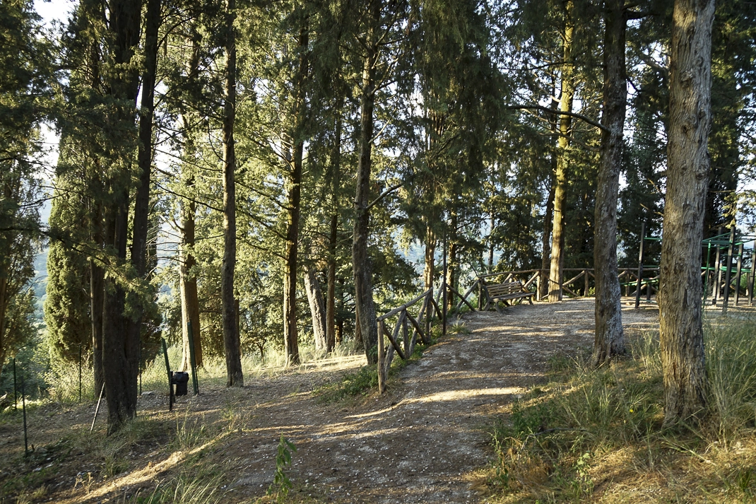 Bosco di pini