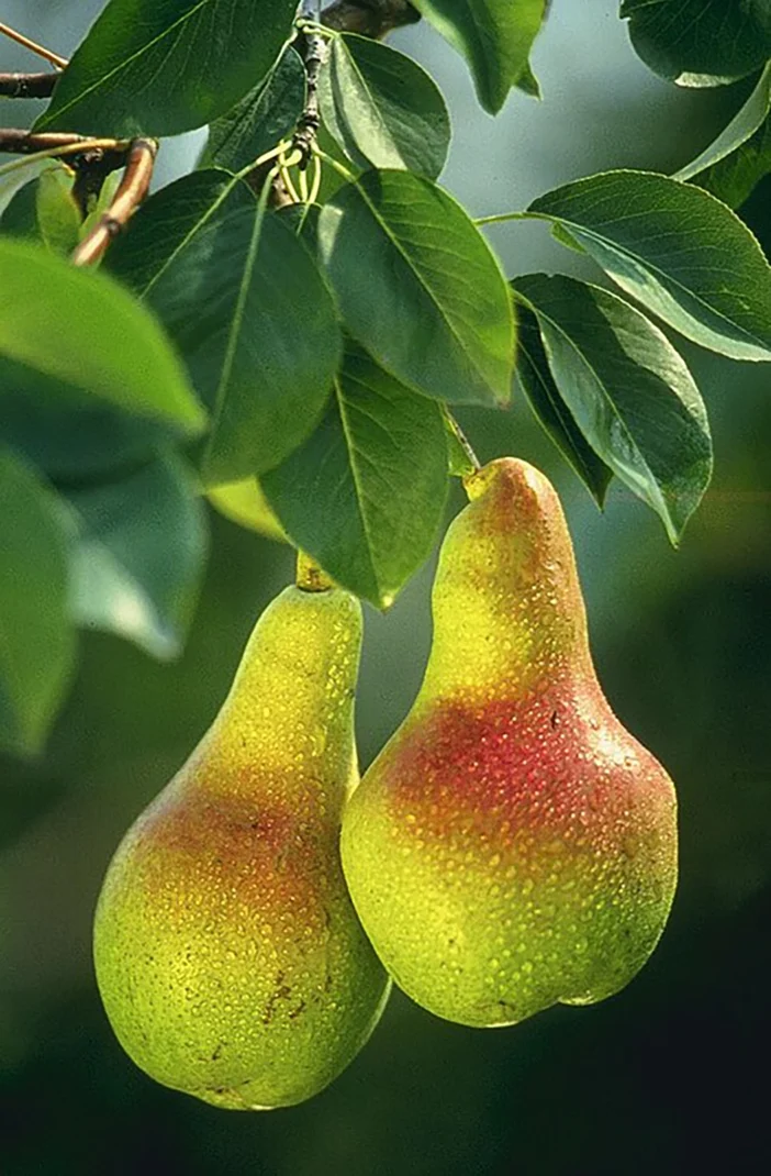 Pere sull'albero